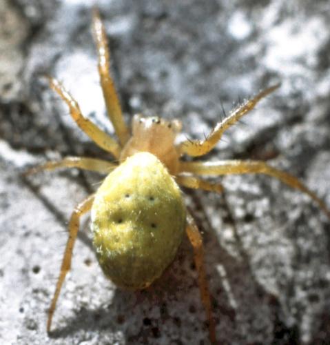 Réf. 327 061 : Araniella sp.
